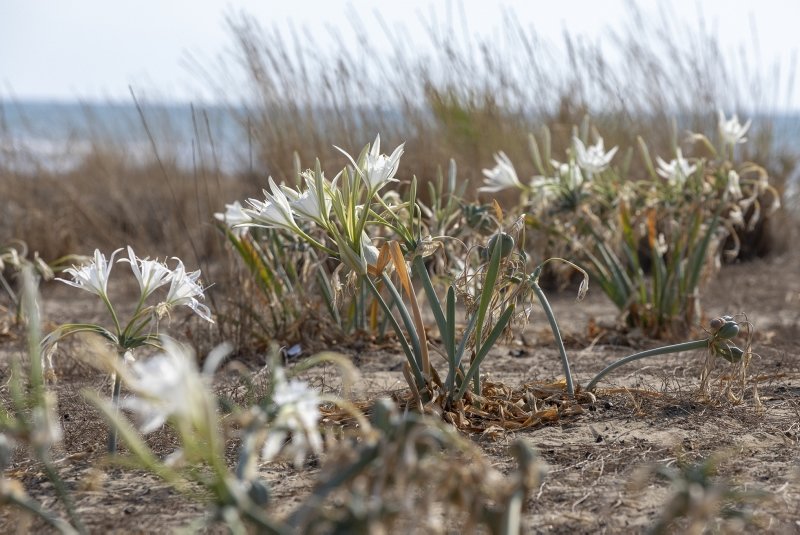 İzmir sahillerinin beyaz süsü kum zambakları