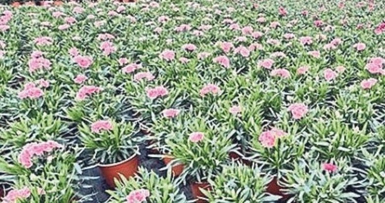 Süs bitkileri ve mamulleri ihracatı arttı