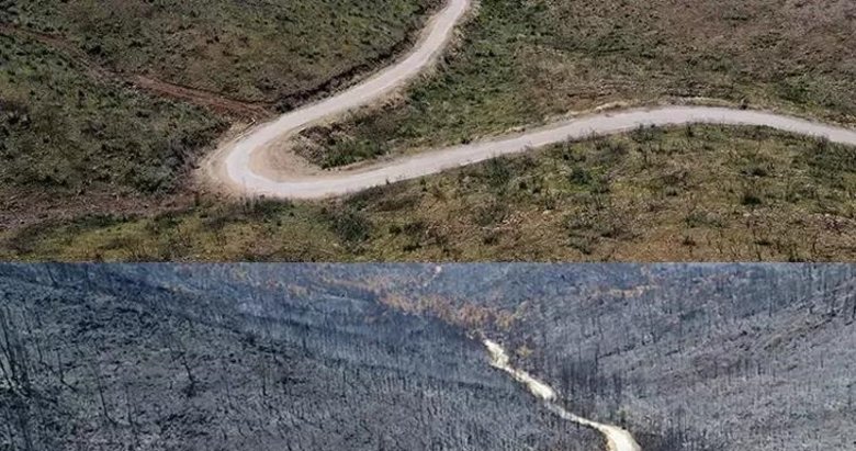 Marmaris’te yanan ormanlar yeni haliyle görüntülendi: Küllerinden yeniden doğdu