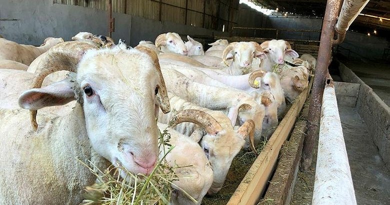 Uzmanlardan kurban bayramı için koronavirüs uyarısı!