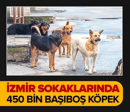 450 bin başıboş köpek İzmir sokaklarında