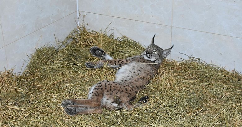 Tüfekle vurulmuş halde bulunan vaşak telef oldu