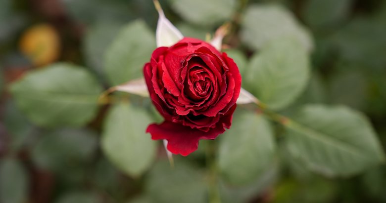 İzmir’de Sevgililer Günü mesaisi: Hasat hız kazandı