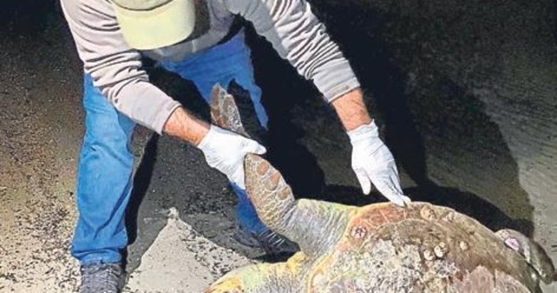 Caretta carettayı zıpkınla vurmuşlar