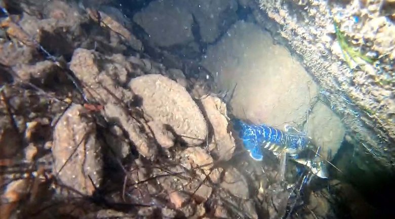 200 milyonda 1 görülen mavi ıstakoz Ayvalık’ta görüntülendi