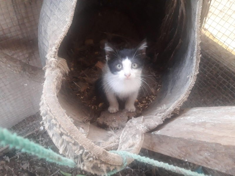 Muğla�da görenleri şok eden olay! Böylesi görülmedi…