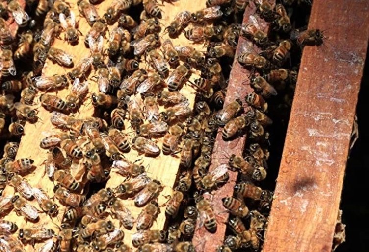 Vitamin deposu ’Perga’ nedir? Nasıl tüketilmelidir?