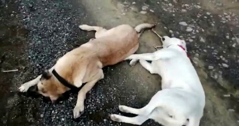 Muğla’da anestezi uygulanan sokak köpekleri ormana atıldı