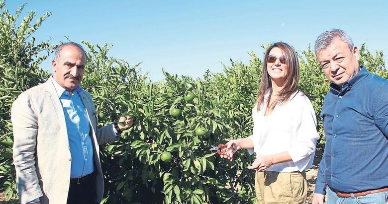 Gönüllüler ihtiyaç sahipleri için mandalina topladı