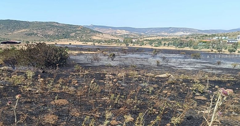 İzmir Foça’da 4 hektarlık alan kül oldu!