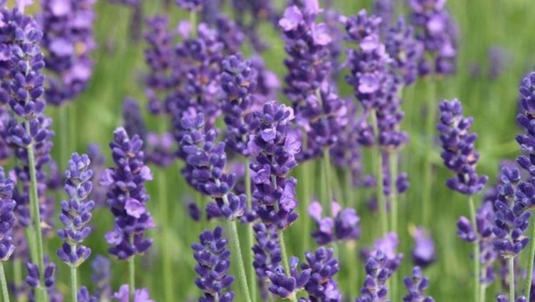 Karabaş otu neye iyi gelir? Faydaları nelerdir?