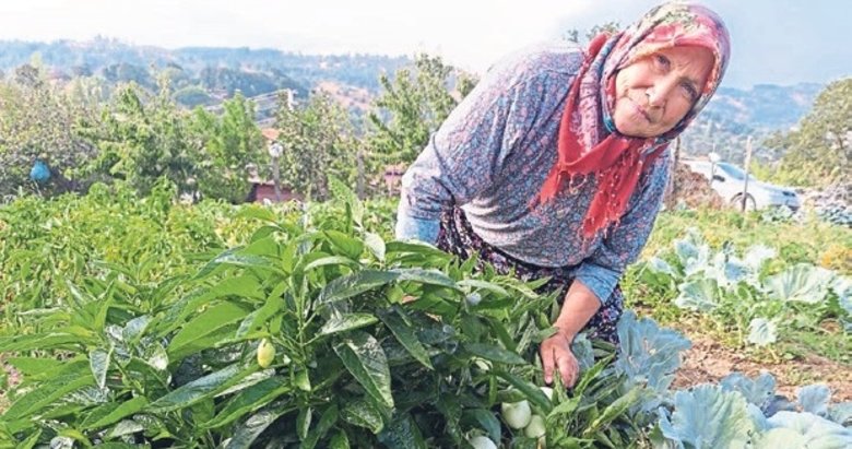 Ektiği pepino meyvesi ekmek kapısı oldu