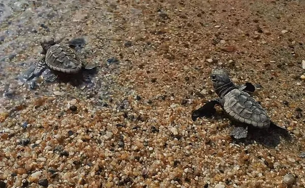60 tane birden çıktı! Caretta yavruları denizle buluştu