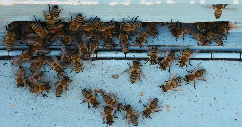 Manisa’da arı sokmasından 2 kişi hayatını kaybetti! Arı sokmasına karşı ne yapılmalı?