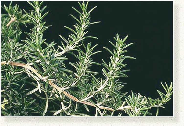 Biberiye yağı ne işe yarar? Biber yağının faydaları nelerdir?