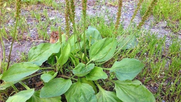 Tüberküloz hastalığına karşı birebir: Sinir otu!