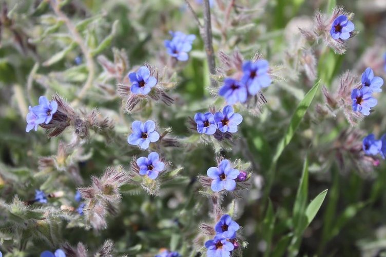 Hava civa otu neye iyi gelir? Hava civa otunun faydaları nelerdir?