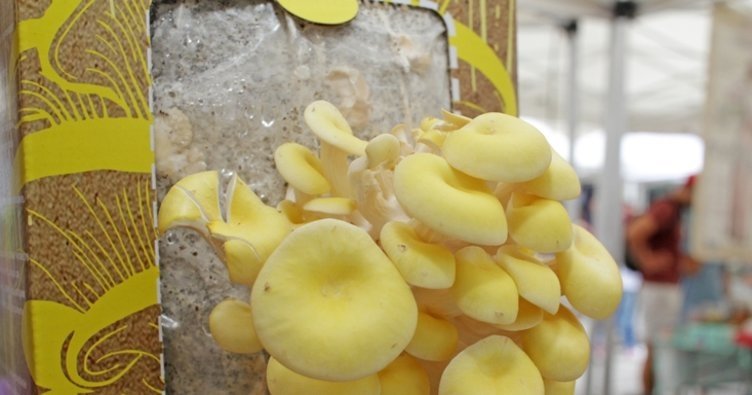 Beta glukan ne işe yarar? Faydaları nelerdir?