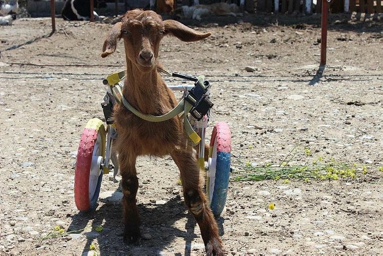 felçli kedi bakımı