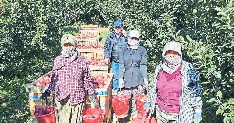 Çivril’de çiftçiler elma rekoltesinden mutlu