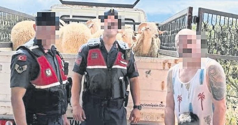 Jandarma çalınan koyunları sahibine teslim etti