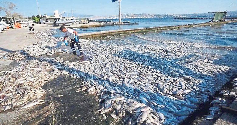 İzmir Körfezi’nde balık ölümleri kapıda