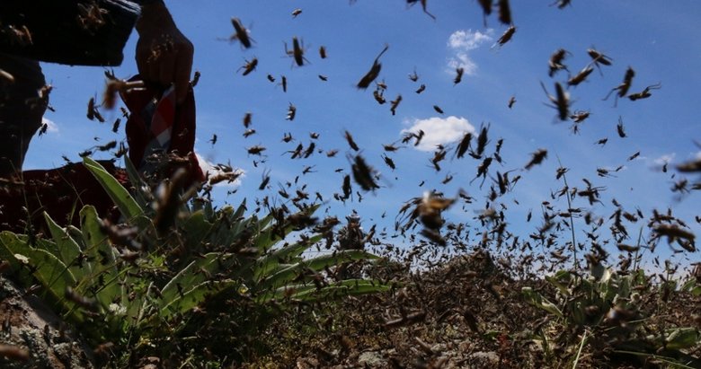 Çekirge sürüsü Türkiye’ye geliyor mu? Ünlü profesör açıkladı
