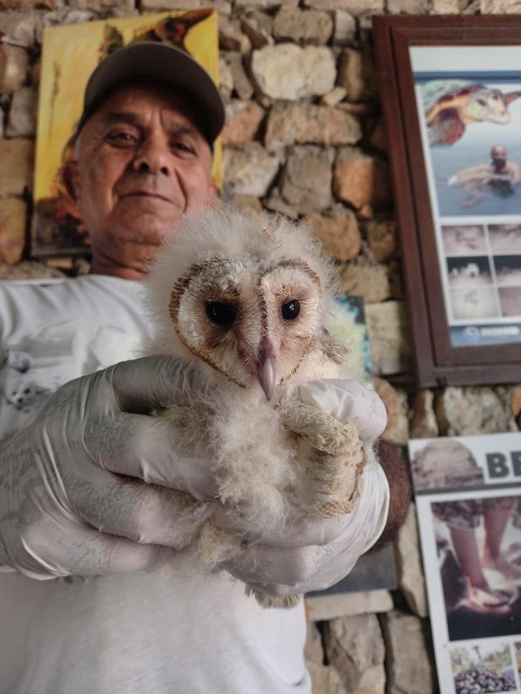 Peçeli baykuşlar, doğaya salınacağı günü bekliyor