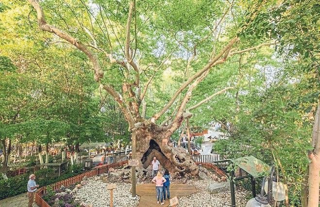 Ulu çınarın gölgesinde geçen 900 yıl