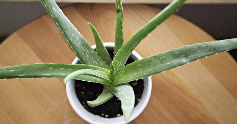 Aloe vera bitkisi hakkında bilinmeyenler! Aloe vera bitkisi cilde iyi geliyor mu? Aloe vera bitkisinin yan etkileri var mı?