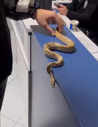 İzmir sokaklarında böyle gezdi! 12 bin lira ceza yedi