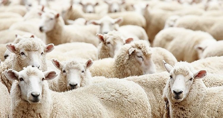 2024 KURBANLIK FİYATLARI | Diyanet yurt içi ve yurt dışı vekaletle kurban bedeli