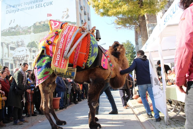 İzmir’de Efes Deve Güreşleri öncesi en süslü deve seçildi