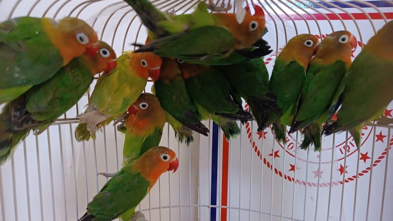 Papağanlar da isim veriyor