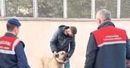 Köpek dövüştüren şahıslara jandarmadan baskın