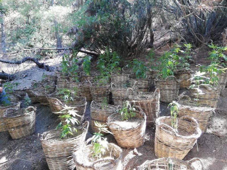 Manisa’da sepet sepet kenevir ele geçirildi