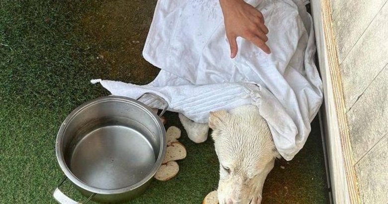 Kayalıklarda mahsur kaldı! Köpeği gezi teknesi çalışanları kurtardı