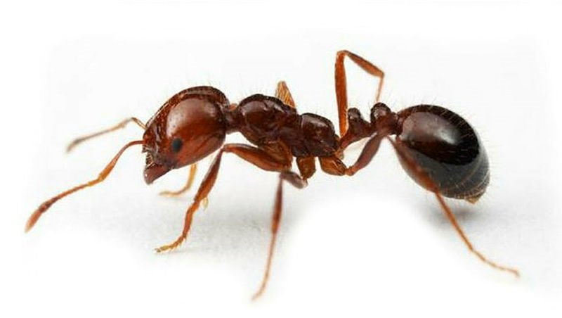 evde karınca olması ne anlama gelir