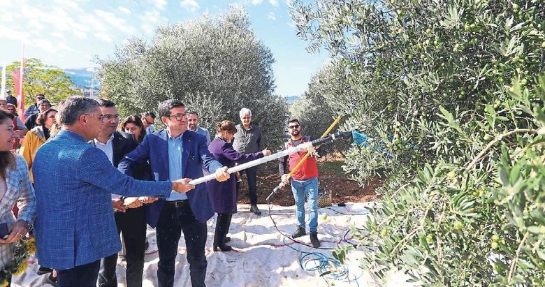 Zeytin ve zeytinyağının başkenti Muğla’dır