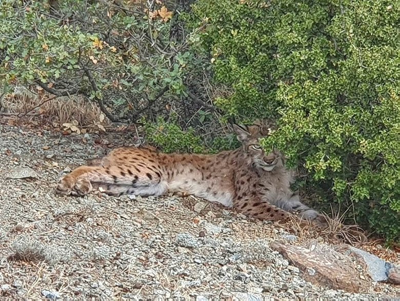 Denizli’de yaralı bulunan vaşak tedaviye alındı