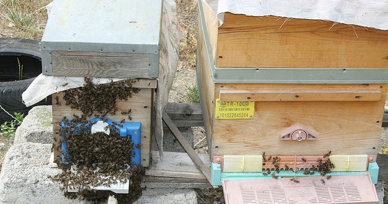 Balıkesir’de aşırı sıcaklar arıları olumsuz etkiledi