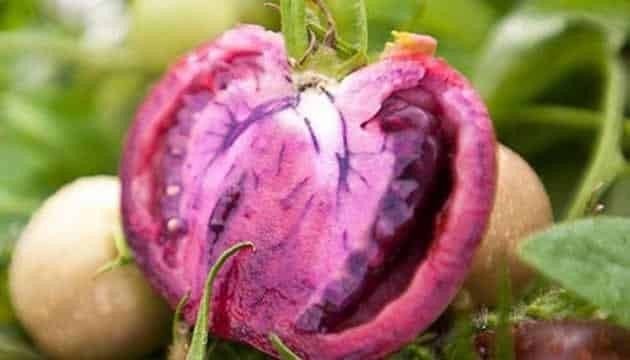 Tek bir tohumu kanserle savaşıyor...Doğal kemoterapi etkisi yaratıyor!