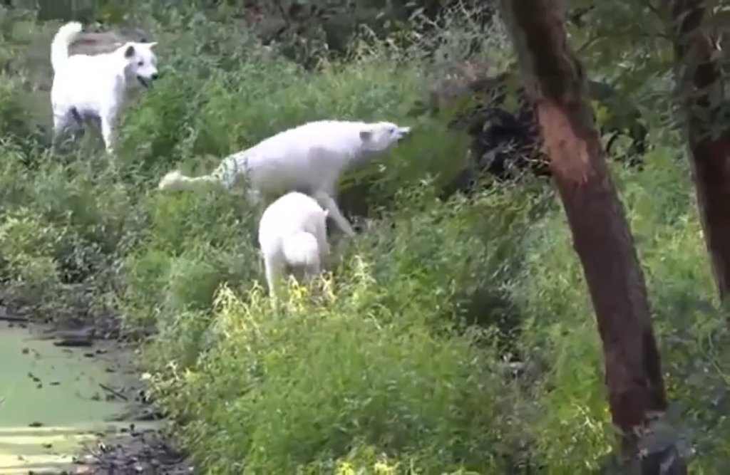 kan donduran karsilasma kurt surusu