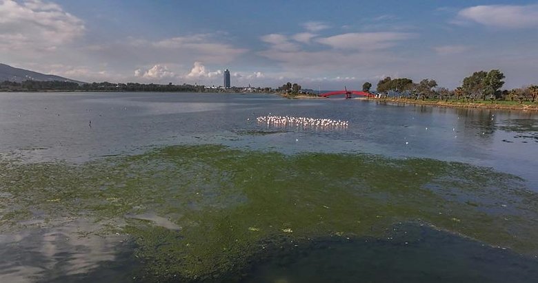 Çakalburnu Lagünü yeşile büründü: Deniz yosunu alarmı