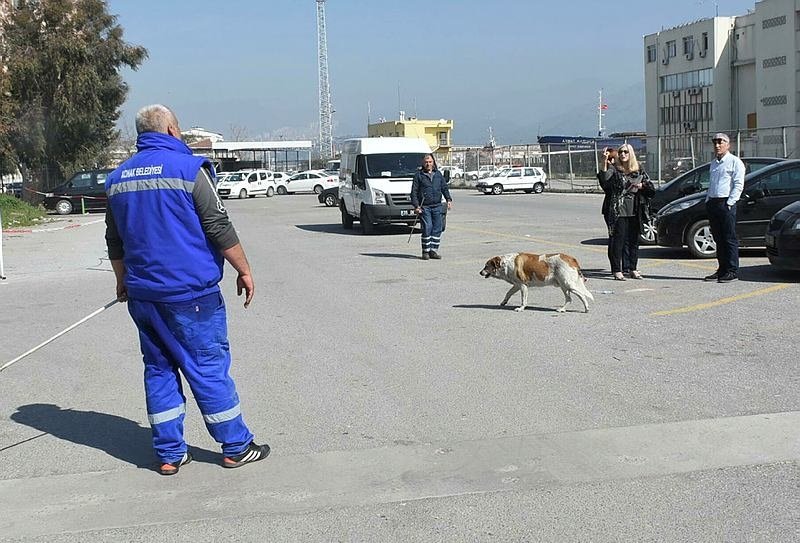 Alsancak Ta Kopek Toplama Gerginligi Surmanset Haberleri