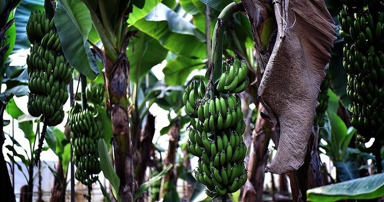 700 rakımlı bölgede yerli muz üretimi