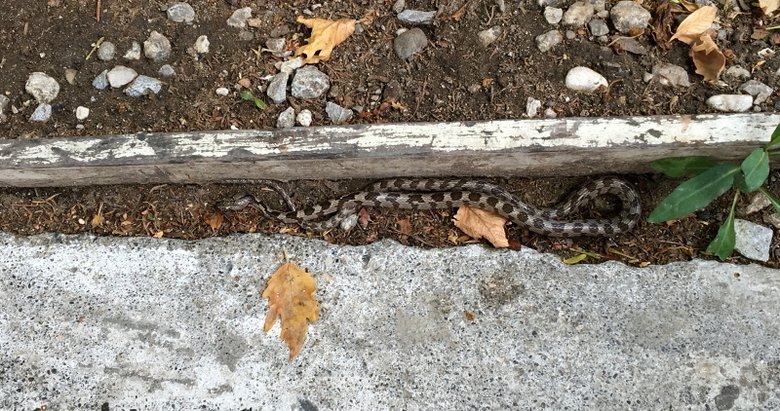 İlçe merkezinde biri yılan biri bukalemun buldu!
