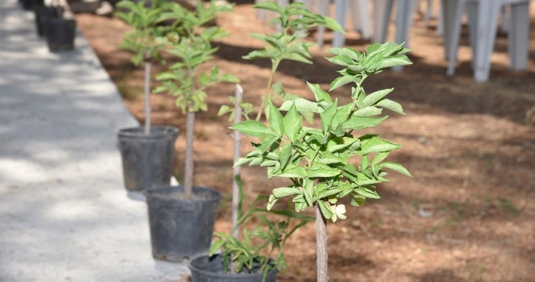 İzmir tarımında bir ilk: Kara mürver Menemen’de toprakla buluştu