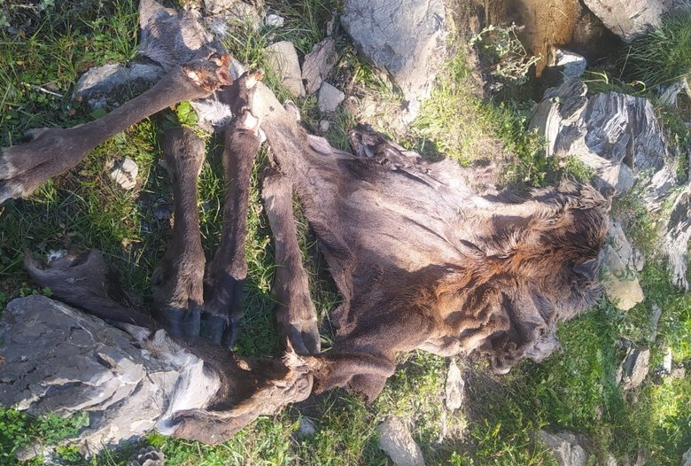 Denizli Çivril’de avlanması yasak kızılgeyiği avladılar yakalanmamak için derisini yüzdüler!