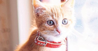 Kediler erkeklere iki kat fazla miyavlıyor